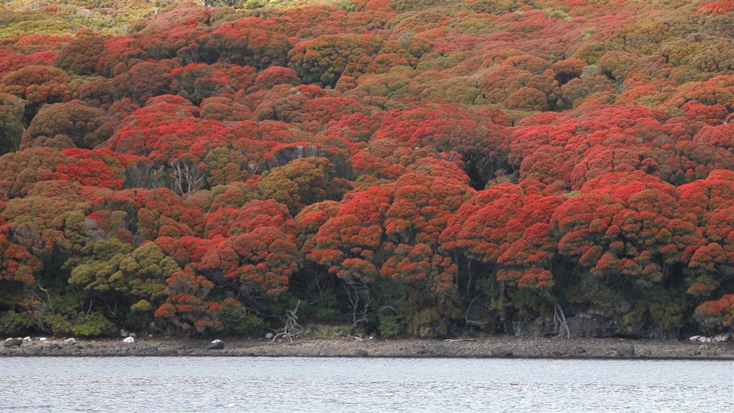 A thickly forested hill, with trees in red bloom, reaches down to a shoreline.