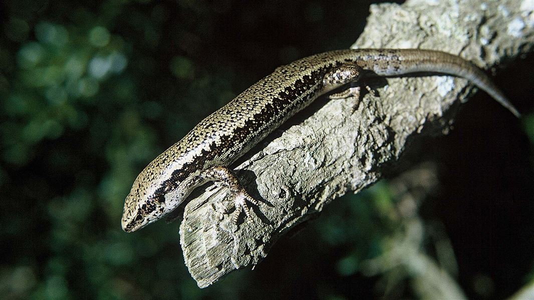 A skink perched on a branch.