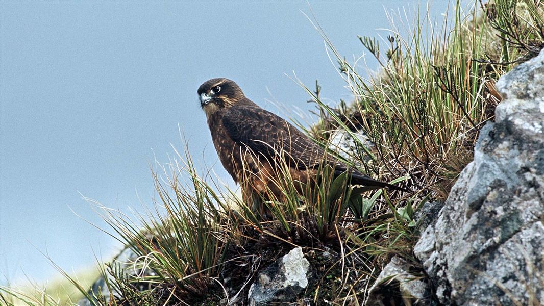 A bird of prey perched on a hillside looking alert.