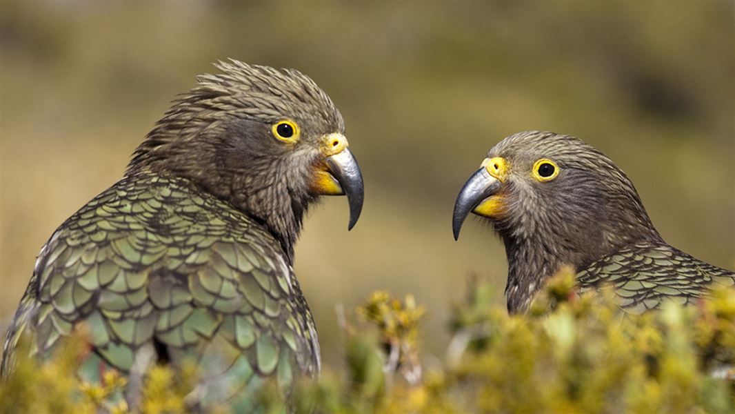 Two green parot birds sit in a tree facing each other.