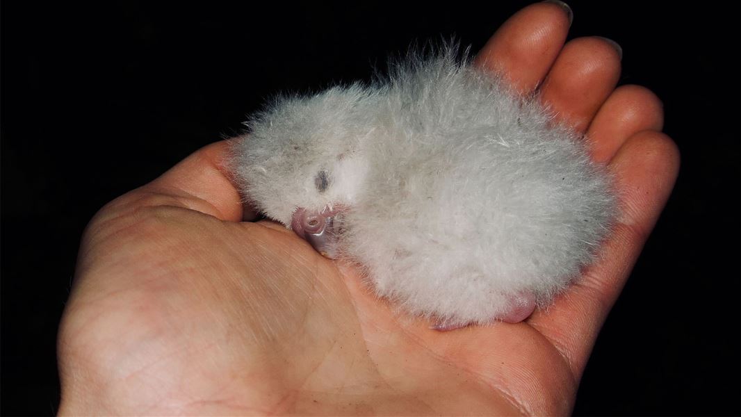 Kāpāpo chick. 