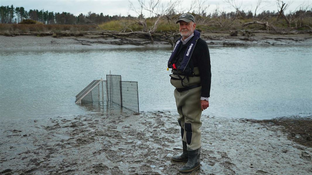 A man in life jacket and waders stands on a river bank in front of some whitebaiting screens.