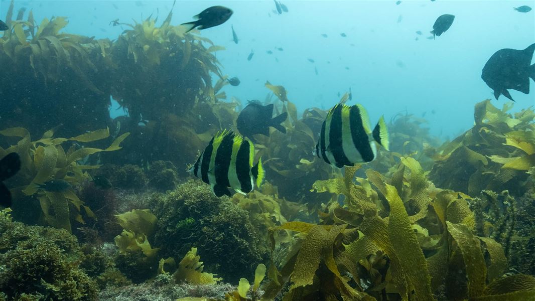 Colourful fish swim near a kelpy sea floor.