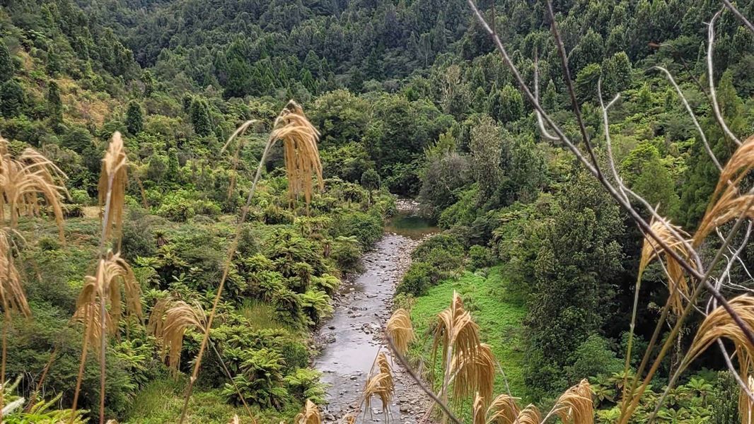 View down through the reeds at a stony river.