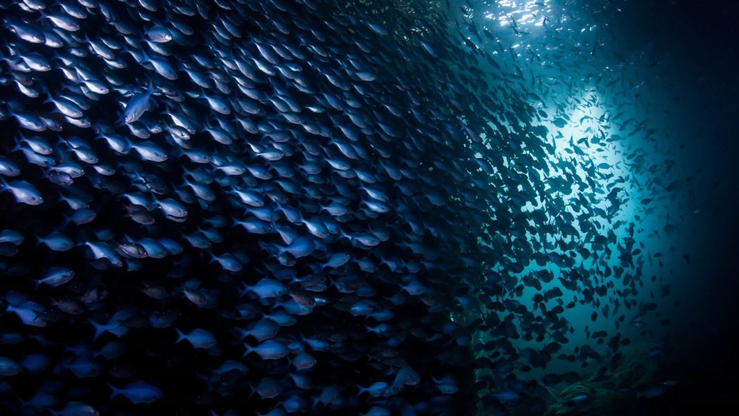 School of small fish with a glimpse of sunlight in the background.