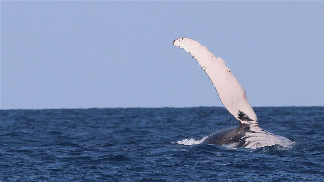 Close-up of a humpback whale at the ocean surface, raising a long white pectoral fin above the water with blue sea and clear sky in the background.