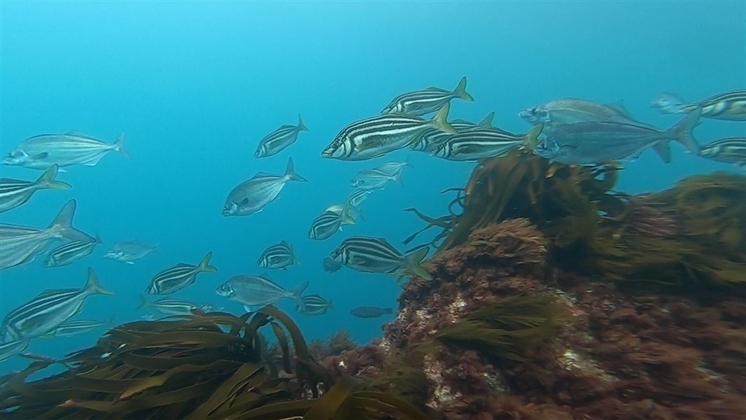 School of striped fish swimming through clear blue water above a rocky reef, with brown kelp fronds growing from the seabed in the foreground.