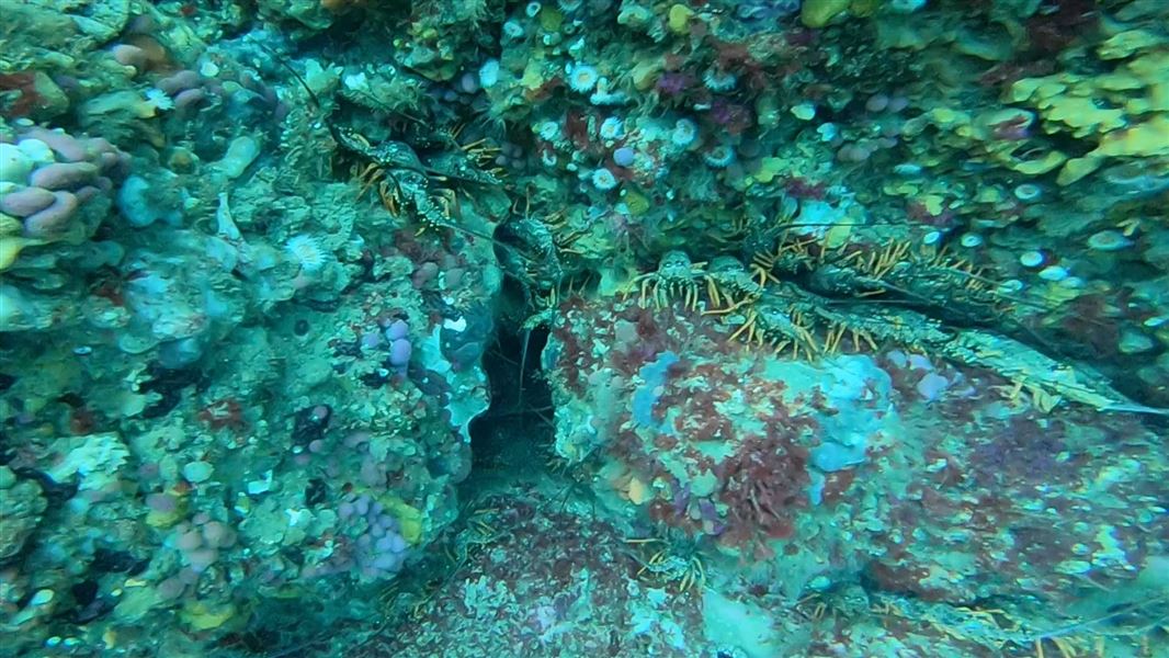 Underwater view of several rock lobsters tucked into a narrow rocky crevice, surrounded by colourful encrusting sea life including sponges, anemones, and coralline algae on the reef surface.