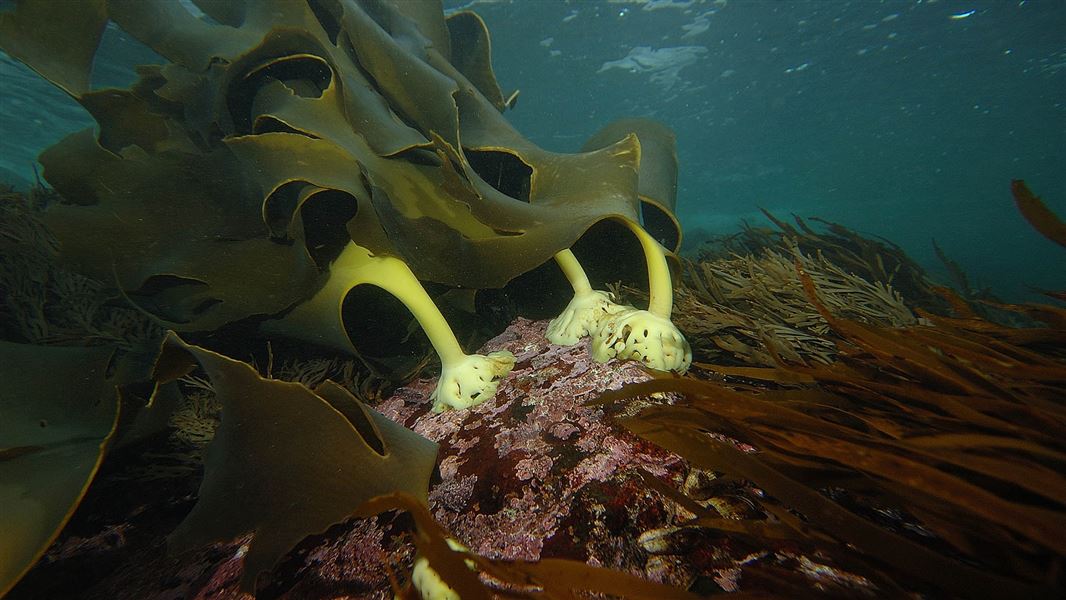 Kelp with large blades clings to a rock in shallow waters.