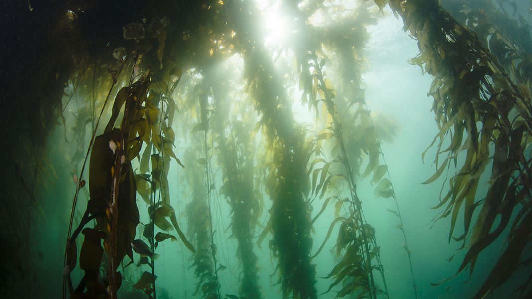 Tendrils of kelp seen from below.