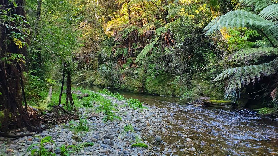A brown stream running over stones with green ans yellow trees hanging over it. 