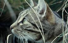 Pets on conservation land