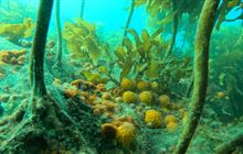 New marine protections in the Hauraki Gulf/Tīkapa Moana