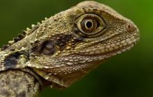 Here (should not) be dragons