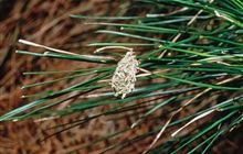 How to spot a kākāpō