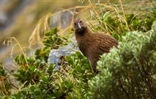 New Zealand native animals: Conservation