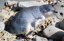 Penguin dumped in restaurant bin killed by a dog