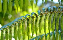 aquarium plants for shrimp Hornwort Ceratophyllum Demersum