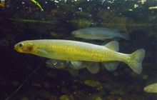 Eggs of interest in latest freshwater fish report