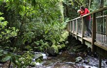Mangakara Nature Walk