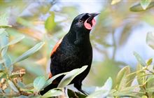 Predator Free 2050: Pests and threats