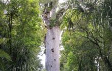 Tāne Mahuta Walk