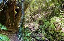 Sefton Ridge Track