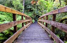 Waiomu Kauri Grove Walk