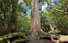 Big Tree Walk