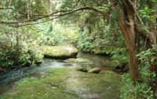 Dome Forest car park to Govan Wilson Rd, Matakana 