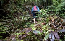 Hakarimata Scenic Reserve: Places to go in the Waikato region