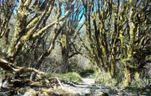 Routeburn Nature Walk