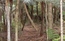 Kauri Dam Walk