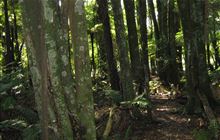 Rotoma Bridle Track