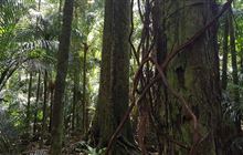 Taraire Ridge Track