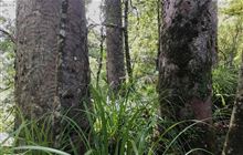 Waiotemarama Waterfall Walk