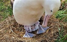Royal Cam: Royal albatross/toroa