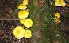 Tangihua Forest Nature Walk