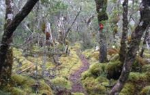 South Borland Track
