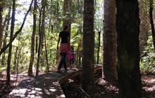 Whenuakite Kauri Loop Walk