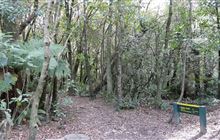 Allans Track