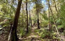 Washbourn Scenic Reserve Walk
