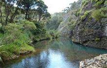 Wairakau Stream Track