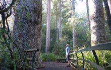 Manginangina Kauri Walk