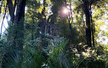 Tawa Loop Walk