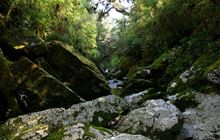 Cave Creek Memorial Track/Kotihotiho