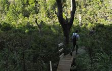Port FitzRoy: Kaiaraara Hut side tracks