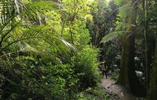 Kohekohe Walk