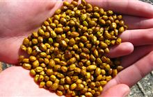 Ecosource seeds: Native plant restoration