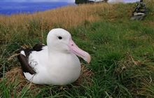 Royal Cam: Royal albatross/toroa